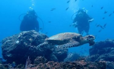 Diving with a Sea Turtle at Caño Island