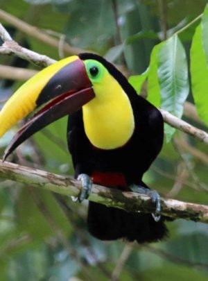 Chestnut Billed Toucan in Drake Bay, Costa Rica