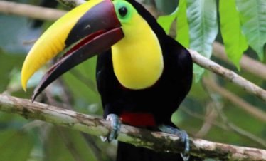 Chestnut Billed Toucan in Drake Bay, Costa Rica