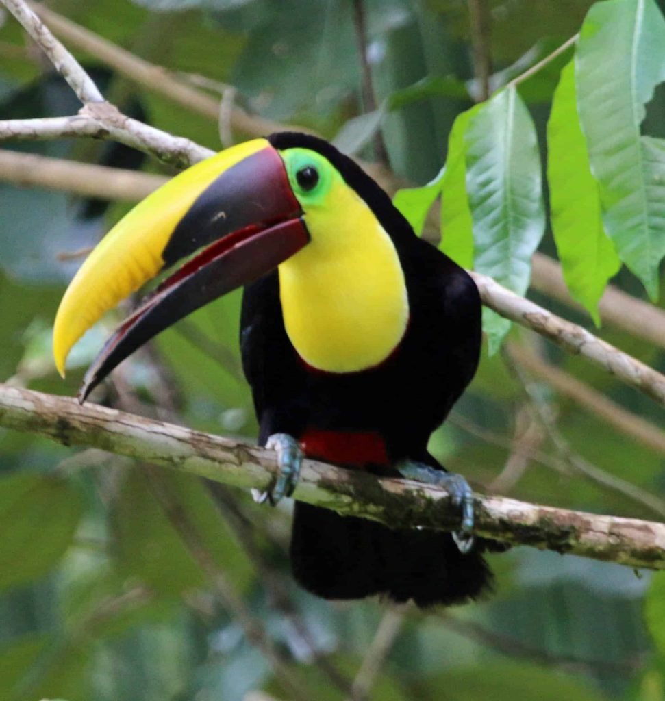 Chestnut Billed Toucan in Drake Bay, Costa Rica