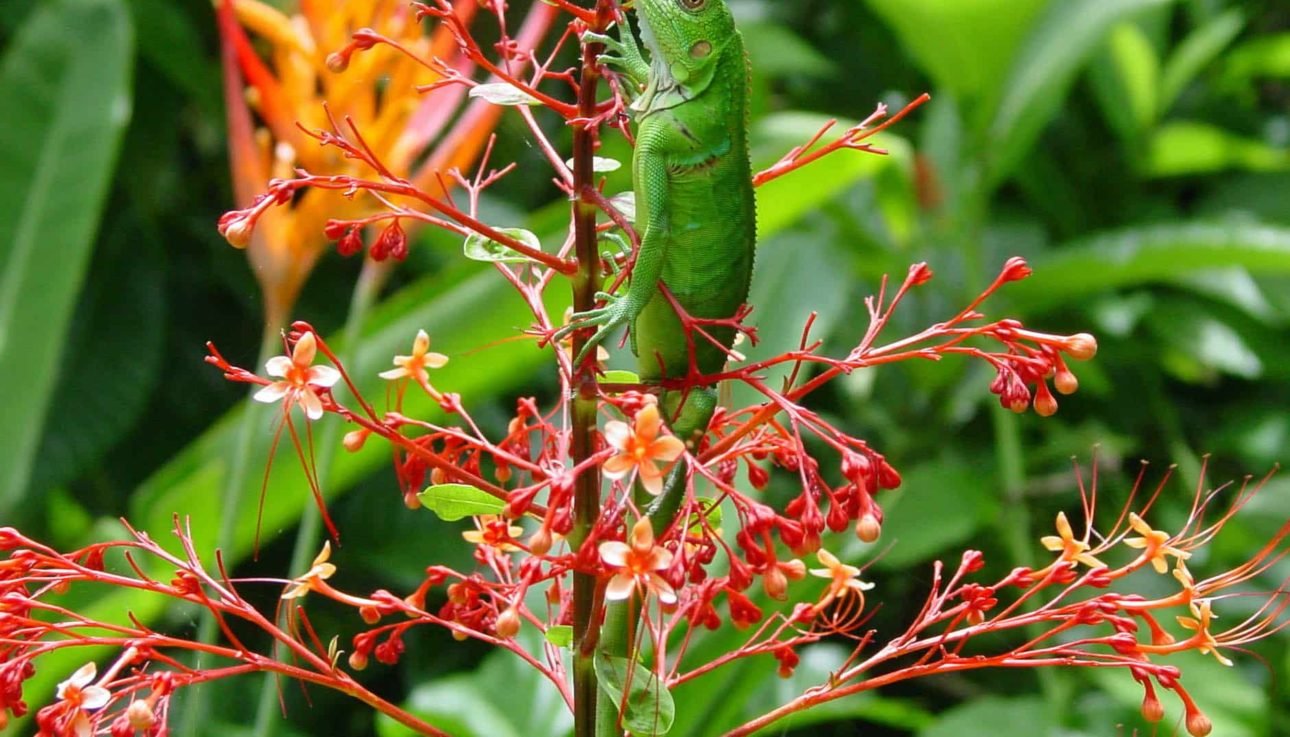 Green iguana in Drake Bay, Costa Rica