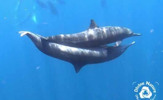 Dolphin Love