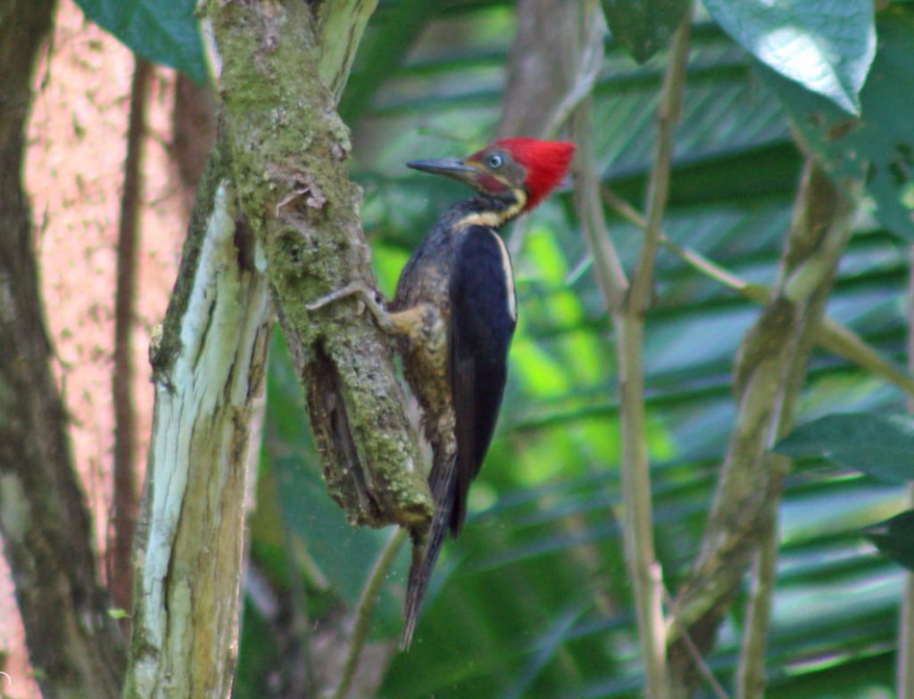 Lineated Woodpecker in Drake Bay on the Osa Peninsula