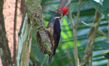 Lineated Woodpecker in Drake Bay on the Osa Peninsula