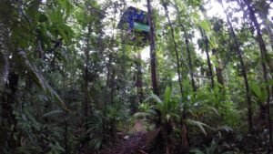 Drake Bay, Costa Rica Rainforest Platform