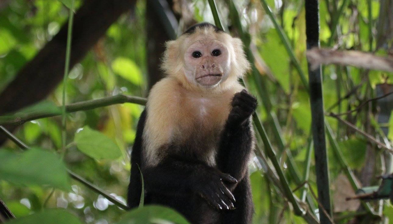 Corcovado National Park | White Faced Capuchin Monkey Drake Bay, Costa Rica