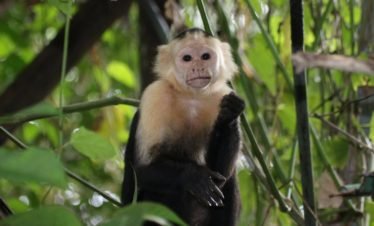 Corcovado National Park | White Faced Capuchin Monkey Drake Bay, Costa Rica