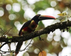 Fiery Billed Aracari in Drake Bay Costa Rica