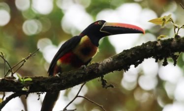 Fiery Billed Aracari in Drake Bay Costa Rica