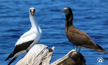 Brown Booby with Nazca Booby
