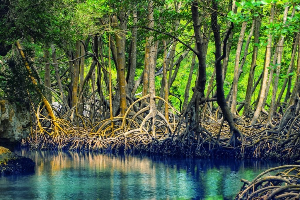 The Mangrove Tour Drake Bay