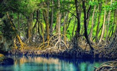 The Mangrove Tour Drake Bay