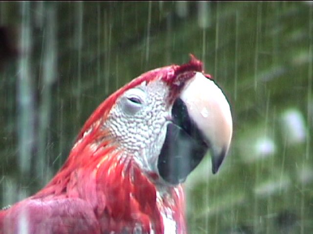 Scarlet Macaw | Drake Bay | Costa Rica | Birdwatching