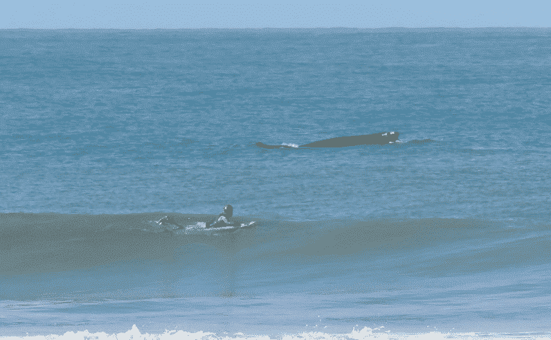 Whales and Surfing