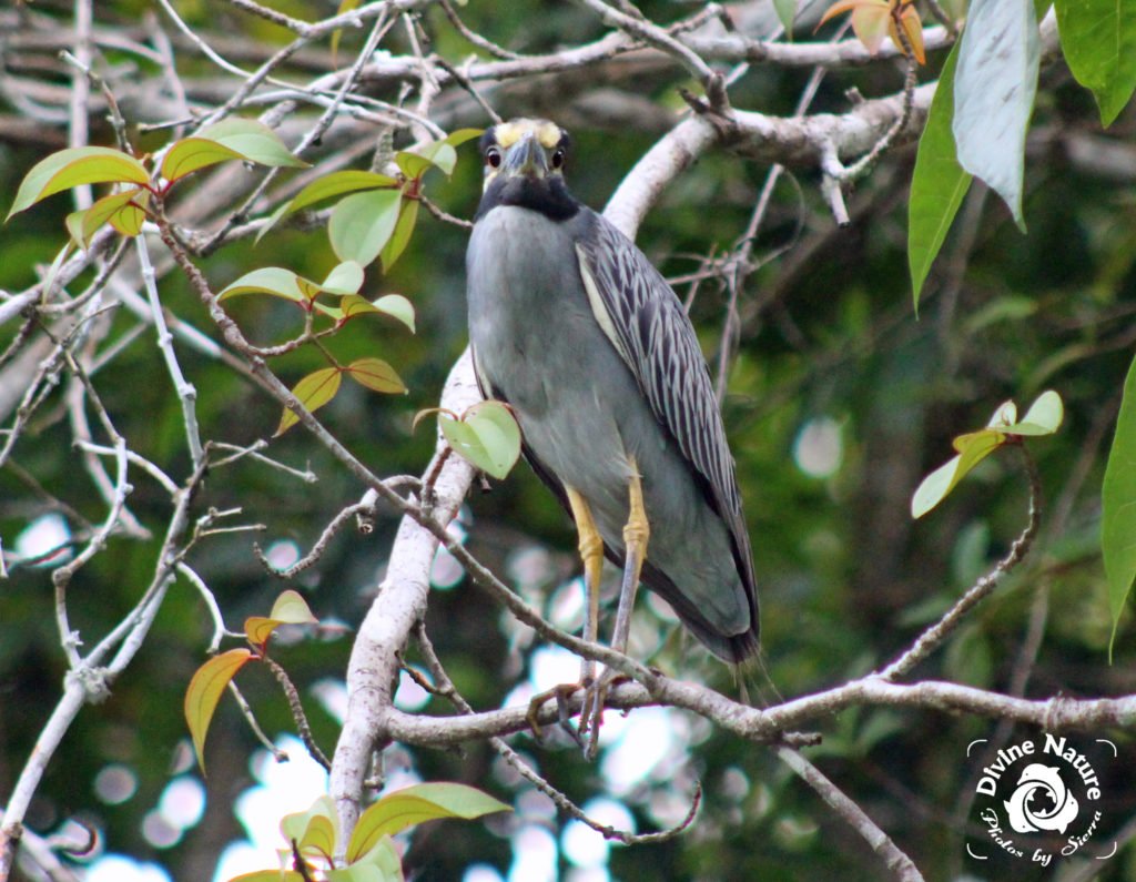 Yellow-Crowned Night Heron | Drake Bay Birdwatching