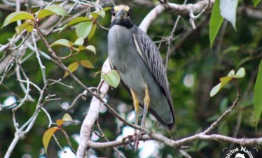 Yellow-Crowned Night Heron | Drake Bay Birdwatching