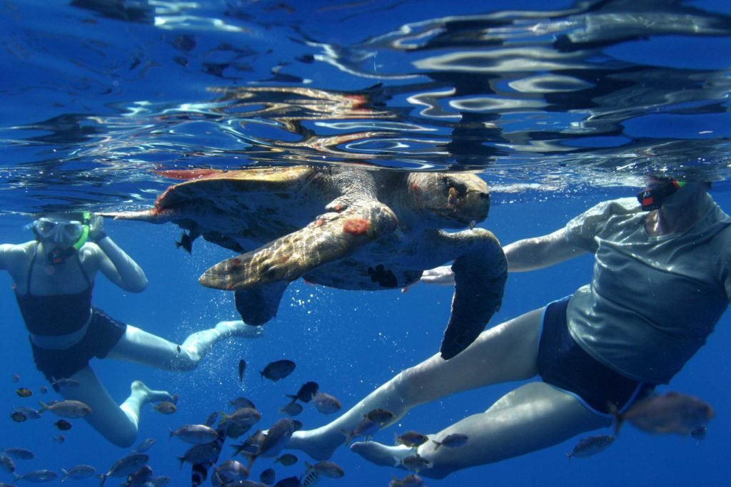 Drake Bay Tours | Swimming with a Sea Turtle