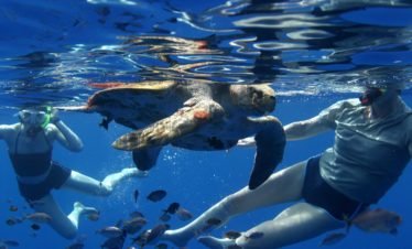 Drake Bay Tours | Swimming with a Sea Turtle