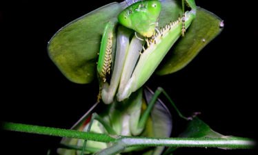 Praying Mantis on The Night Tour with Bug Lady Tracie