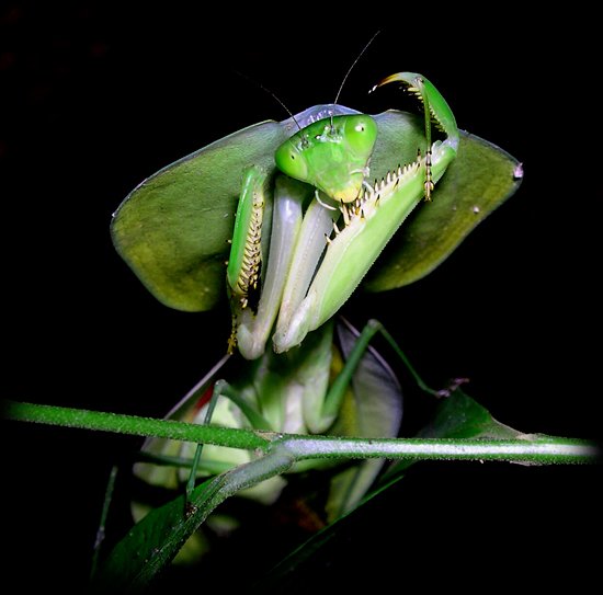 Praying Mantis on The Night Tour with Bug Lady Tracie